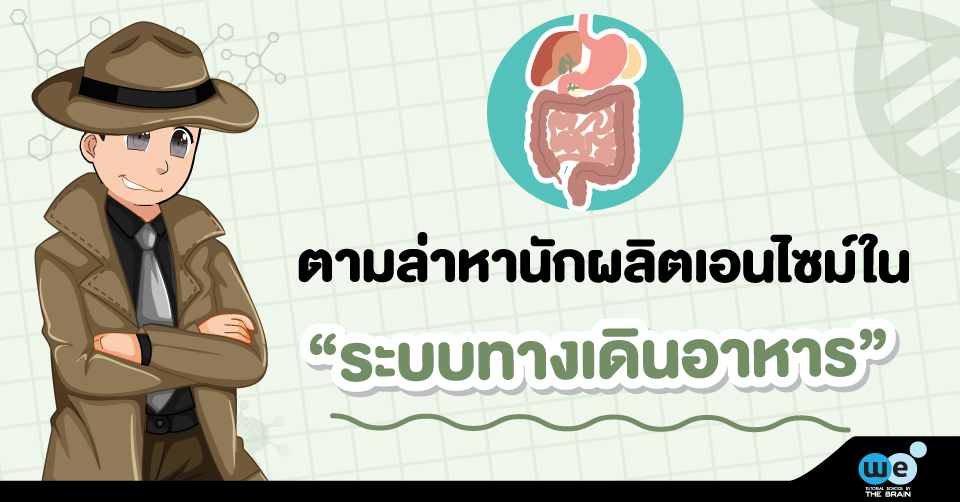 ชีวะ-ระบบทางเดินอาหาร