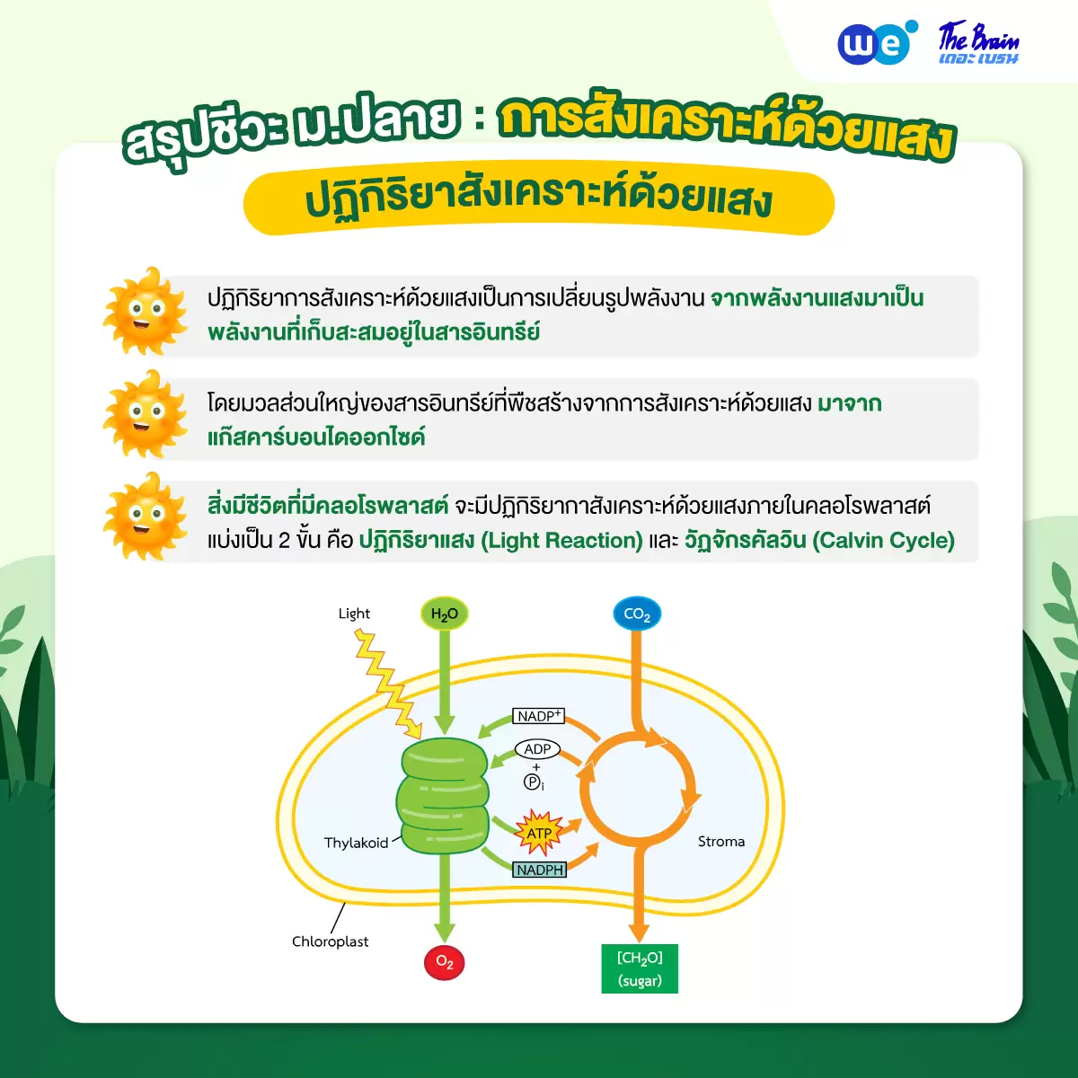 การสังเคราะห์ด้วยแสง ม.5 - ภาพรวมของปฏิกิริยาการสังเคราะห์ด้วยแสง